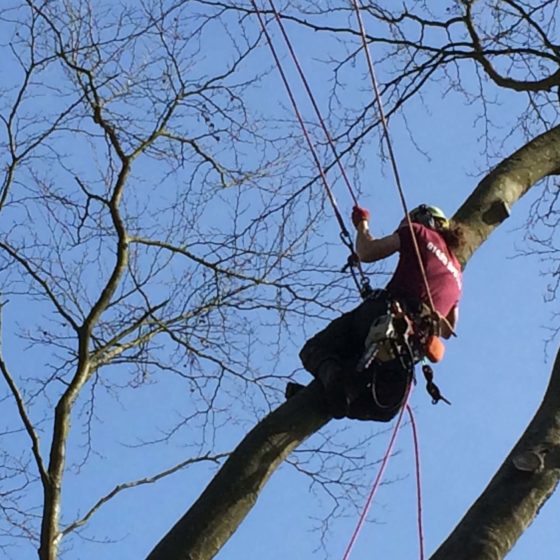 Quality Tree Care, Hedge cutting and reduction