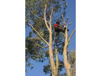 Tree Smart logo, tree surgeon in Caterham
