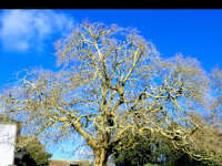 Heritage ARB Solutions logo, tree surgeon in Caterham