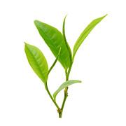 Birmingham Gardeners logo, gardener in Birmingham