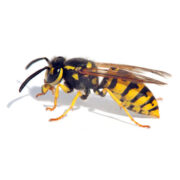 Abbotstone Pest Control logo, pest controller in Winchester