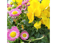 Andy Landscapes Garden Centre logo, landscaper in Middlesbrough
