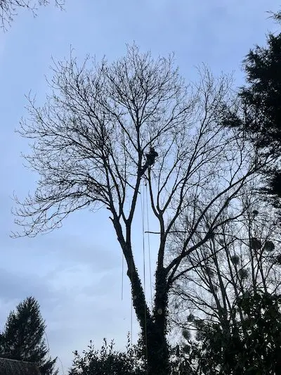 Monster Tree Services, tree surgeon in Basingstoke