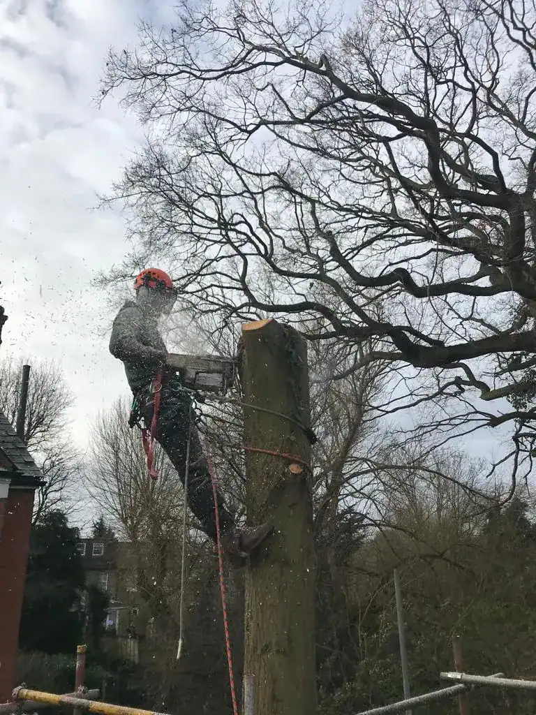 Parish Arboriculture Ltd, Hedge cutting and reduction