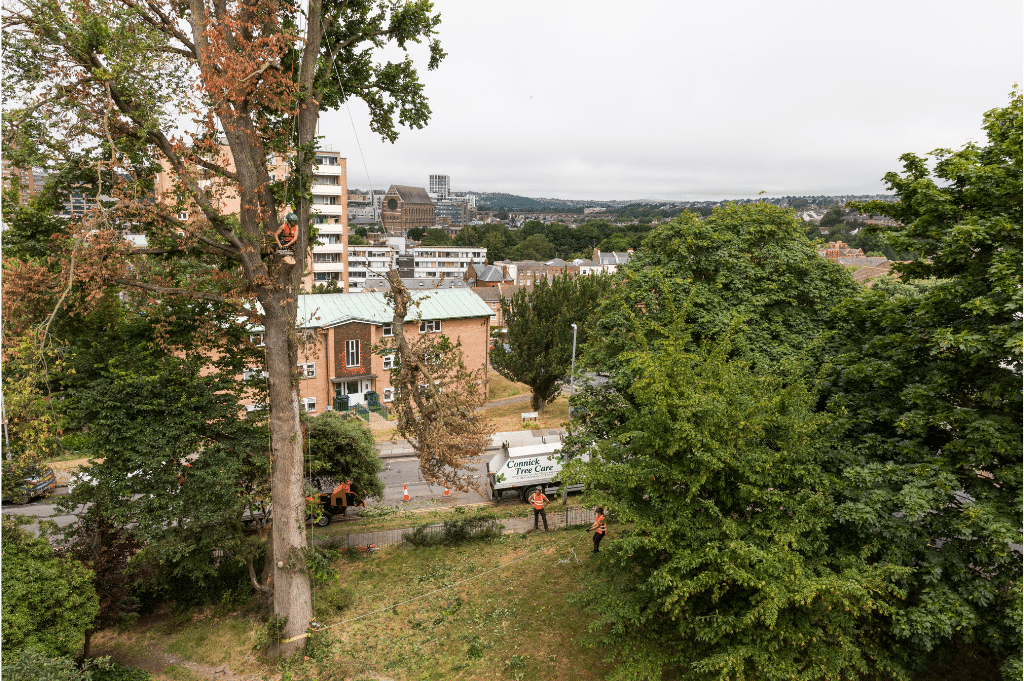 Connick Tree Care, damp proofer in Banstead