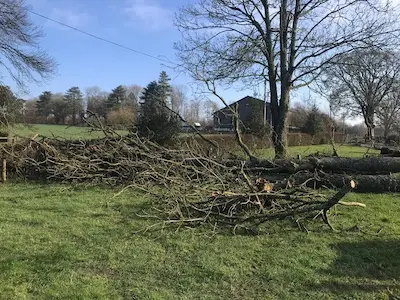 Monster Tree Services, tree surgeon in Basingstoke