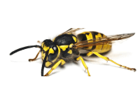 Blackwood Pest Control logo, pest controller in Camberley