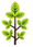 Big Tree Liverpool logo, tree surgeon in Liverpool