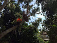 JMS Tree Care logo, tree surgeon in Banstead