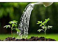 Water My Garden logo, gardener in Banstead
