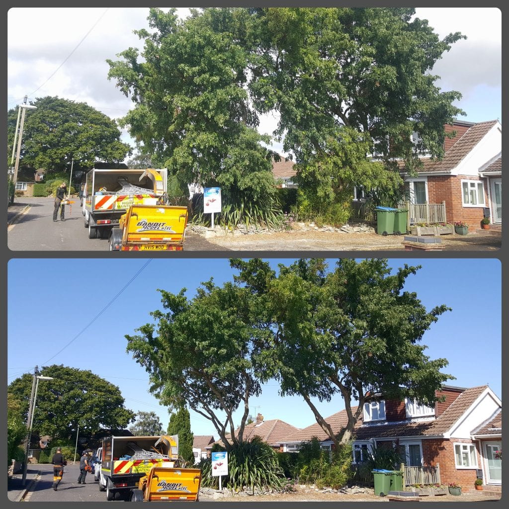 Alan Brind Tree Services, tree surgeon in Locks Heath