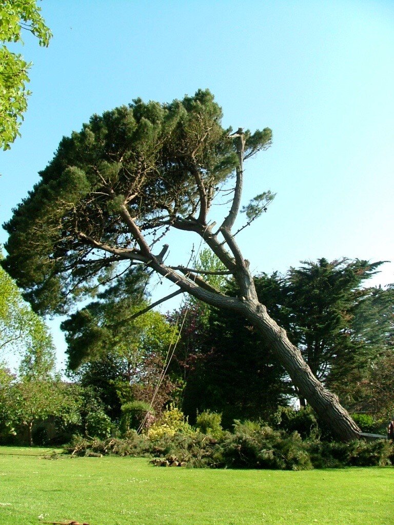 Blue Cedar Tree Surgeons, tree surgeon in London