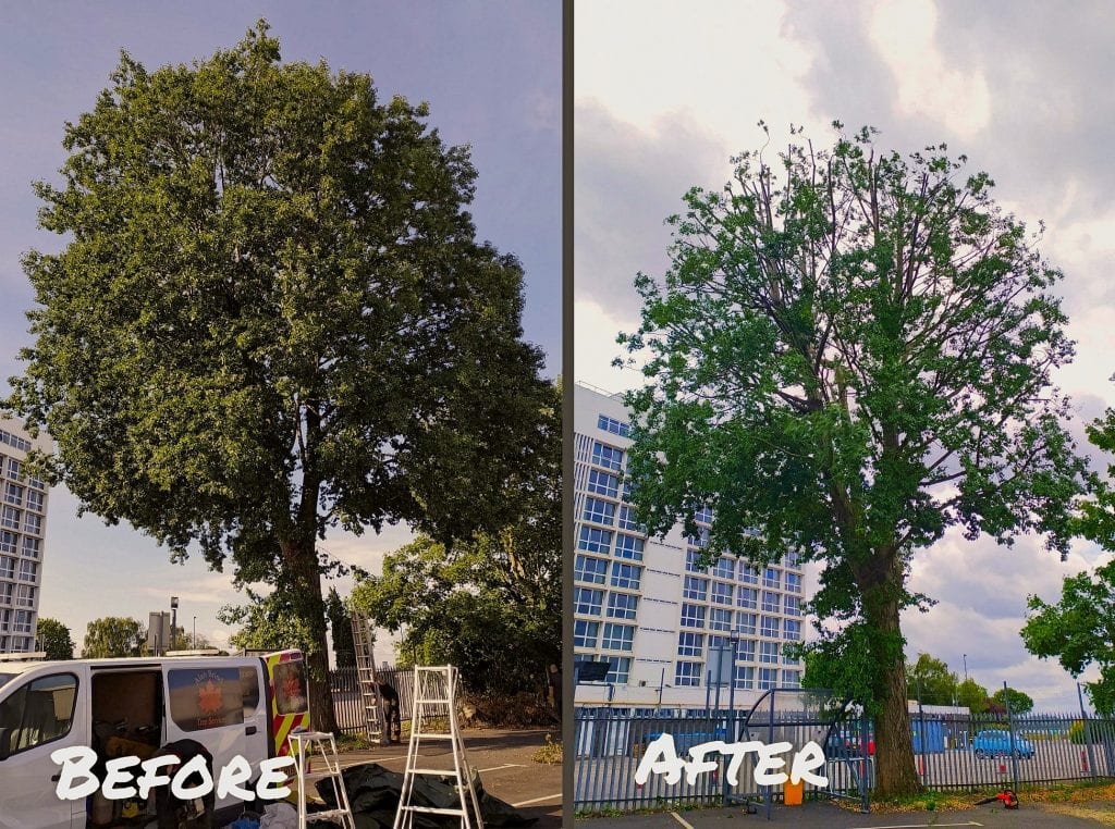 Alan Brind Tree Services, tree surgeon in Locks Heath